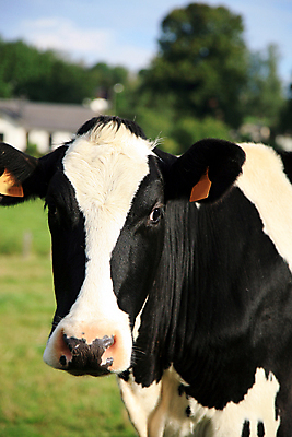 포토 JPG 해외이미지 동물 구름 응시 밭 농업 신체 포유류 자연 뿔 풍경 사람없음 초록색 파란색 농장 머리 검은색 우유 흰색 시골 소 닫기 군중 코 귀 내추럴 송아지 밭일 특별함 해외202004 해외포토 자연요소 시선 산업 새끼 컬러 컨셉 모션 유제품 사람 신체부위 생태계 파일형식 이미지허브