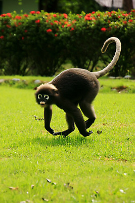 포토 JPG 해외이미지 나무 동물 공원 아시아 야생동물 바다 섬 잎 포유류 태국 자연 놀이 앉기 사람없음 달리기 원숭이 숲 먹기 가죽끈 전국 해외202004 해외포토 식물 공공시설 나라 모션 끈 가죽 생태계 파일형식 이미지허브