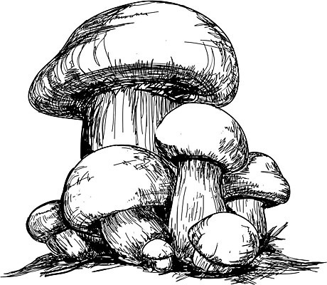 EPS 해외이미지 음식 줄기 밭 채소 일러스트 재료 자연 요리 미술 그래픽 검은색 버섯 수확 골동품 흰색 맛 인쇄 먹기 그림 판화 고립 곰팡이 식용 옛날 채식주의자 캡모자 해외202004 해외일러스트 식물 모자_잡화 컬러 컨셉 농업 모션 문화예술 생태계 채식 파일형식 벡터 이미지허브