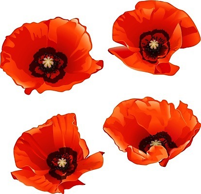 EPS 해외이미지 식물 디자인 계절 꽃잎 꽃 꽃무늬 밭 일러스트 자연 실내 장식 빨간색 초록색 여름 세트 봄 들꽃 벚꽃 흰색 시골 신선 개화 닫기 자르기 허브 원예 정사각형 양귀비 내추럴 고립 꽃수술 해외202004 해외일러스트 도형 컬러 무늬 농업 모션 취미 내부 생태계 파일형식 벡터 이미지허브