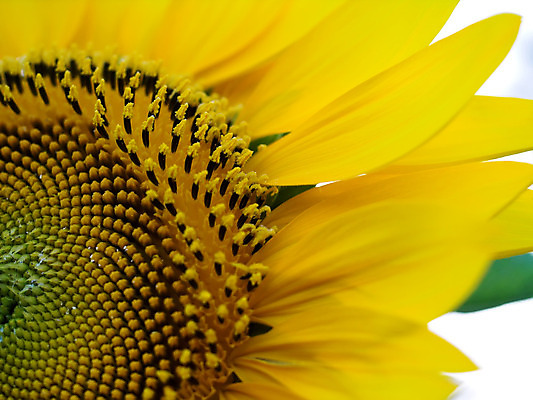 포토 JPG 해외이미지 식물 꽃잎 꽃 농업 자연 해바라기 씨앗 사람없음 장식 햇빛 노란색 머리 활발 침대 싱글 꽃가루 꽃수술 세련 해외202004 해외포토 산업 컬러 가구 컨셉 신체부위 태양 가루 생태계 파일형식 이미지허브