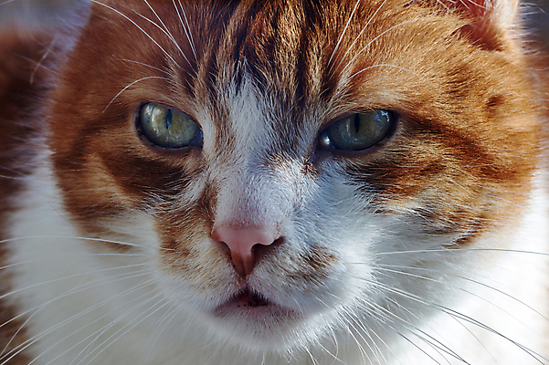 포토 JPG 해외이미지 동물 학생 남자 유럽 털 성인 사람없음 반려동물 머리 고양이 콧수염 귀 생강 폴란드 해외202004 해외포토 나라 채소 포유류 수염 사람 신체부위 파일형식 이미지허브
