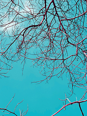 포토 JPG 해외이미지 나무 식물 여행 백그라운드 자연 하늘 날씨 추상 사람없음 야외 그래픽 컬러풀 정원 수확 나뭇가지 시골 스타일 해외202004 해외포토 컬러 무늬 농업 생태계 파일형식 이미지허브