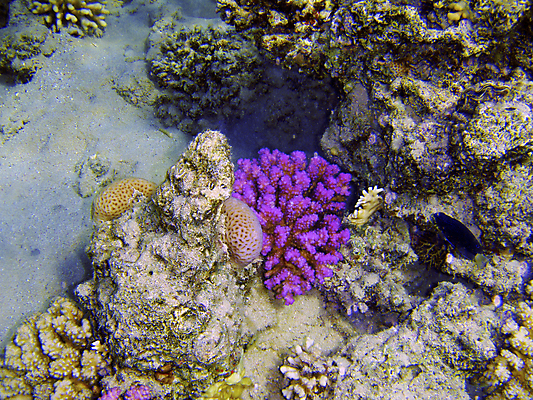 포토 JPG 해외이미지 동물 야생동물 바다 분홍색 여행 아프리카 자연 휴가 이집트 어류 사람없음 빨간색 물 파란색 빛 컬러풀 바닷속 수중 꿈 스노클링 산호 제비꽃 그림 부드러움 암초 깊이 소금물 이국적 해외202004 해외포토 자연요소 꽃 나라 컬러 수중동물 수상스포츠 감각 자포동물 생태계 파일형식 이미지허브