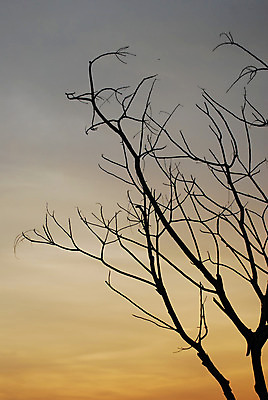 포토 JPG 해외이미지 나무 식물 구름 공원 실루엣 오렌지 자연 하늘 아침 날씨 건조 골격 풍경 사람없음 야외 빨간색 파란색 빛 컬러풀 햇빛 태양 일출 계곡 검은색 어둠 황혼 일몰 할로윈 나뭇가지 죽음 분위기 저녁 번개 폭풍 내추럴 폭풍우 수평선 해외202004 해외포토 주간 자연요소 공공시설 컬러 컨셉 과일 촬영기법 노을 비_날씨 야간 자연재해 생태계 파일형식 이미지허브