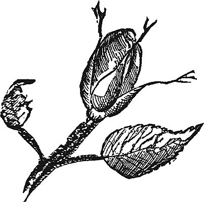 EPS 해외이미지 식물 꽃 선 일러스트 새로움 미술 새싹 검은색 수확 흰색 그림 판화 총쏘기 해외202004 해외일러스트 컬러 컨셉 농업 모션 문화예술 파일형식 벡터 이미지허브