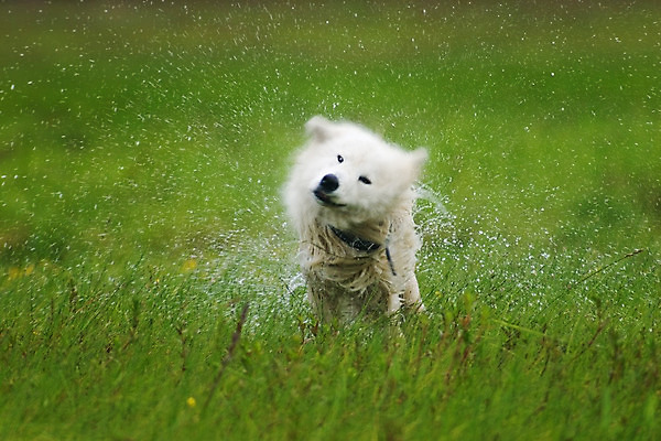 포토 JPG 해외이미지 포유류 사람없음 야외 물 여름 반려동물 젖음 물방울 개 떨어짐 스플래쉬 해외202004 해외포토 자연요소 동물 계절 컨셉 파일형식 이미지허브