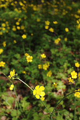 포토 JPG 해외이미지 식물 계절 꽃잎 꽃 자연 사람없음 야외 초록색 노란색 봄 들꽃 벚꽃 시골 허브 해외202004 해외포토 컬러 생태계 파일형식 이미지허브
