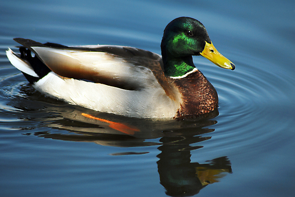 포토 JPG 해외이미지 동물 접시 다이어트 조류 오리 건강 종류 육류 요리 사람없음 초록색 물 농장 갈색 수영 식사 흰색 연못 먹기 섬유 청둥오리 단백질 해외202004 해외포토 자연요소 식기 컬러 농업 식재료 모션 직물 수상스포츠 영양소 파일형식 이미지허브