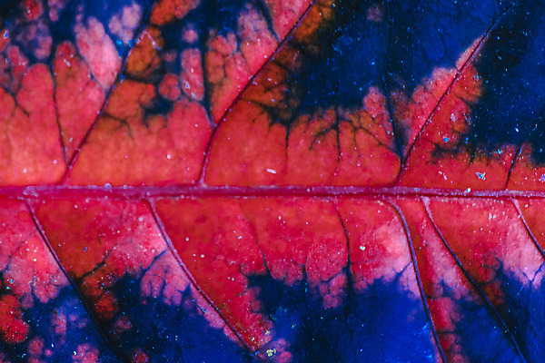 포토 JPG 해외이미지 식물 백그라운드 잎 자연 추상 사람없음 빨간색 정원 성장 신선 숲 묘사 질감 내추럴 해외202004 해외포토 컬러 무늬 생태계 파일형식 이미지허브