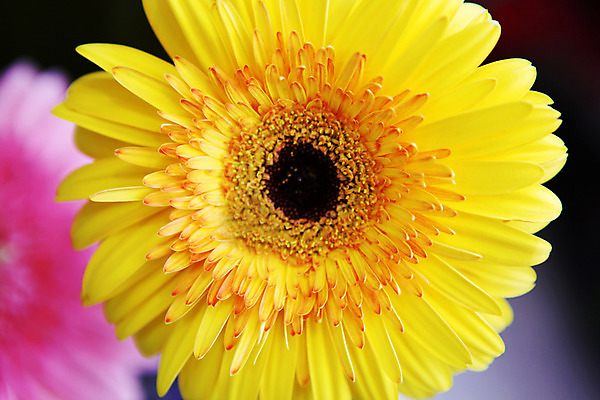 포토 JPG 해외이미지 식물 기념일 꽃잎 꽃 꽃다발 백그라운드 잎 꽃무늬 패턴 자연 결혼식 발렌타인데이 선물 사랑 사람없음 장식 여름 컬러풀 장미 정원 봄 벚꽃 흰색 침대 시장 배열 묘사 질감 열정 강렬 취급주의 파스텔톤 몽환 해외202004 해외포토 계절 감정 컬러 가구 결혼 컨셉 무늬 데이이벤트 경고 이벤트 생태계 파일형식 이미지허브