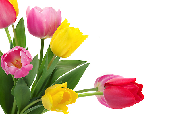 포토 JPG 해외이미지 식물 꽃잎 꽃 줄기 꽃다발 결혼 백그라운드 잎 꽃무늬 자연 휴가 부활절 발렌타인데이 선물 사랑 사람없음 컬러풀 정원 스파 봄 튤립 벚꽃 신선 신용카드 배열 꽃집 아로마 향 아로마테라피 어머니의날 해외202004 해외포토 계절 기념일 감정 컬러 무늬 데이이벤트 이벤트 금융 상점 생태계 미국문화 테라피 파일형식 이미지허브