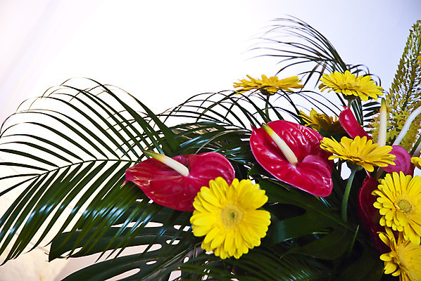 포토 JPG 해외이미지 식물 디자인 계절 꽃잎 꽃 꽃다발 백그라운드 잎 꽃무늬 자연 벽지 발렌타인데이 선물 사람없음 장식 초록색 여름 빛 컬러풀 노란색 정원 봄 벚꽃 축하 신선 신용카드 우아함 닫기 제비꽃 묘사 내추럴 해외202004 해외포토 컬러 컨셉 무늬 모션 데이이벤트 금융 생태계 파일형식 이미지허브