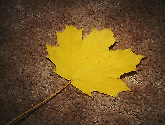 포토 JPG 해외이미지 나무 식물 계절 공원 백그라운드 단풍 잎 오렌지 자연 추상 기술 사람없음 빨간색 갈색 노란색 환경 활발 젖음 가을 화려 황금 숲 9월 11월 수집 질감 장면 10월 해외202004 해외포토 공공시설 컬러 컨셉 무늬 과일 날짜 생태계 파일형식 이미지허브