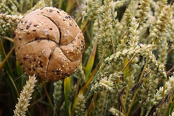 포토 JPG 해외이미지 전통 음식 빵 농업 아침 건강 사람없음 농장 빵집 시골 신선 황금 달콤 아침식사 낟알 두루마리 시리얼 굽기 메뉴 유기농 밀가루 내추럴 해외202004 해외포토 주간 웰빙 산업 상점 식사 맛 가루 구이 파일형식 이미지허브