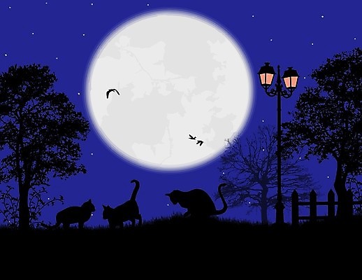 EPS 해외이미지 모양 별 컨셉 일러스트 텍스트 포유류 상상 하늘 동화 미술 앉기 파란색 정원 검은색 고양이 어둠 꿈 달 램프 기다림 정상 야간 신비 엽서 공상 미신 불면증 해외202004 해외일러스트 자연요소 동물 컬러 모션 문화예술 조명 반려동물 질병 편지 파일형식 벡터 이미지허브