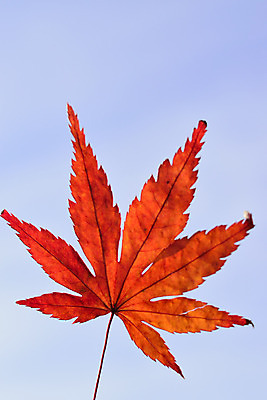 포토 JPG 해외이미지 식물 계절 아시아 문화 여행 백그라운드 단풍 잎 자연 하늘 풍경 사람없음 야외 빨간색 세로 컬러풀 햇빛 태양 환경 정원 일본 가을 떨어짐 숲 11월 원예 화단 고립 해외202004 해외포토 자연요소 나라 컬러 컨셉 취미 날짜 생태계 파일형식 이미지허브