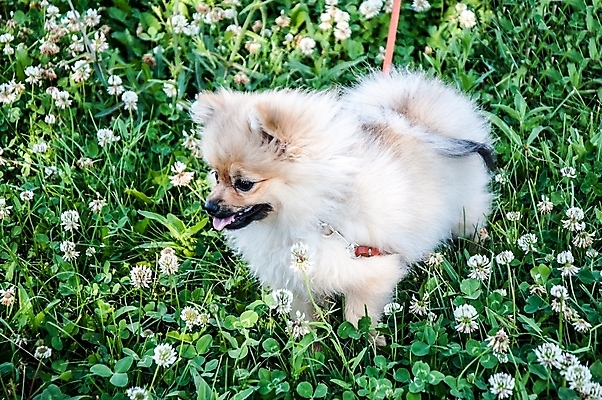 포토 JPG 해외이미지 동물 계절 공원 얼굴 장난 포유류 자연 아침 털 사랑 사람없음 야외 초록색 반려동물 갈색 걷기 맑음 우정 유머 개 강아지 작음 꼬리 송곳니 포메라니안 해외202004 해외포토 주간 공공시설 감정 컬러 모션 날씨 신체부위 친구 치아 크기 생태계 파일형식 이미지허브