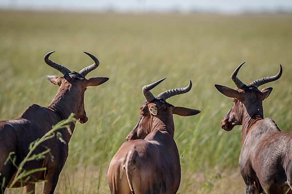 포토 JPG 해외이미지 식물 동물 응시 공원 야생동물 포유류 아프리카 자연 초식동물 뿔 사람없음 야외 빨간색 환경 달러 황무지 보호 사파리 영양 케냐 남쪽 남아프리카 동물상 마사이족 사바나 생태학 전국 칼라하리 힘찬 해외202004 해외포토 시선 공공시설 교육 나라 컬러 컨셉 돈 조형물 사막 방향 생태계 파일형식 이미지허브