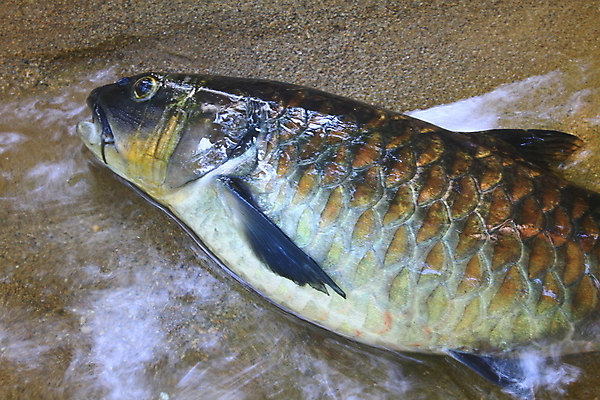 포토 JPG 해외이미지 식물 공원 아시아 호수 음식 이동 잎 태국 자연 휴식 어류 동양인 풍경 사람없음 물 강 여행객 평화 환경 침묵 폭포 바위 연못 신선 그룹 습지 군중 내추럴 생태학 전국 해외202004 해외포토 자연요소 공공시설 교육 나라 컨셉 사람 인종 수중동물 소리 돌_바위 생태계 파일형식 이미지허브