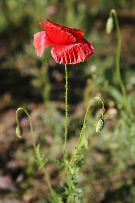 포토 JPG 해외이미지 꽃 백그라운드 농업 자연 사람없음 빨간색 초록색 컬러풀 정원 봄 소프트포커스 해외202004 해외포토 식물 계절 산업 컬러 촬영기법 생태계 파일형식 이미지허브