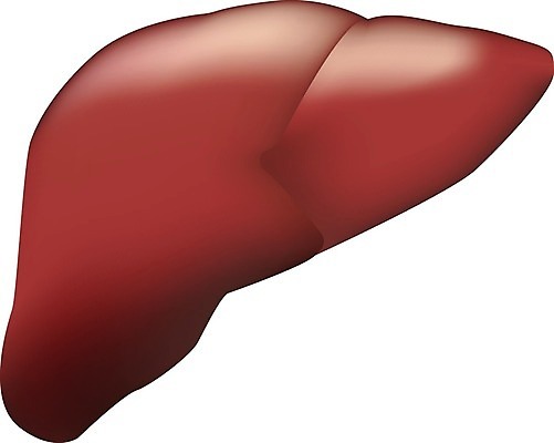 EPS 해외이미지 디자인 교육 과학 백그라운드 컨셉 신체 일러스트 해부 건강 사람 내부 그래픽 빨간색 약 흰색 오르간 플랫 질병 심볼 사인 그림 생물학 간 시스템 정맥 고립 돌봄 바이탈 엘리먼트 정문 해외202004 해외일러스트 컬러 의학 모션 문 건반악기 장기 혈관 파일형식 벡터 악기 건반 음악 문화예술 이미지허브
