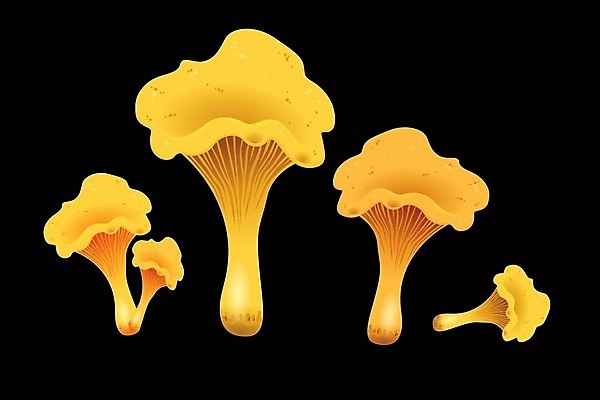 EPS 해외이미지 식물 계절 음식 백그라운드 채소 일러스트 재료 자연 건강 요리 미술 그래픽 세트 검은색 버섯 수확 가을 신선 그룹 맛 숲 스케치 수집 오브젝트 메뉴 그림 날것 윤곽 내추럴 고립 곰팡이 그물버섯 식용 엘리먼트 채식주의자 캡모자 해외202004 해외일러스트 모자_잡화 컬러 컨셉 농업 문화예술 생태계 채식 파일형식 벡터 이미지허브