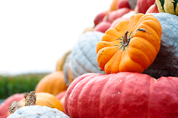 포토 JPG 해외이미지 식물 계절 음식 백그라운드 단풍 패턴 농업 채소 오렌지 부분 자연 벽지 호박 휴가 사람없음 장식 빨간색 초록색 농장 노란색 정원 축제 할로윈 수확 가을 작음 큼 11월 질감 박 추수감사절 흙더미 10월 내추럴 숙성 식용 많음 해외202004 해외포토 산업 기독교 컬러 컨셉 잎 무늬 과일 흙 날짜 크기 생태계 파일형식 더미 이미지허브