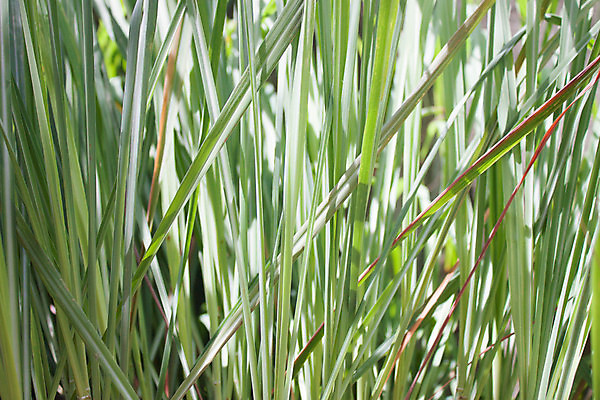 포토 JPG 해외이미지 식물 그릇 아시아 음식 줄기 백그라운드 잎 채소 재료 태국 자연 귤 건강 요리 동양인 사람없음 세로 초록색 약 성장 신선 최고 그룹 칼날 맛 묶기 먹기 레몬 허브 향신료 유기농 향기 아로마 뿌리 내추럴 해외202004 해외포토 식기 웰빙 나라 컬러 컨셉 과일 의학 모션 인종 생태계 냄새 향미료 파일형식 이미지허브