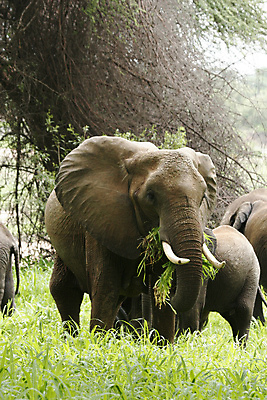 포토 JPG 해외이미지 동물 공원 야생동물 여행 백그라운드 포유류 아프리카 자연 코끼리 풍경 사람없음 야외 머리 걷기 힘 위험 큼 심볼 사파리 케냐 사바나 웅장함 전국 초식 탄자니아 해외202004 해외포토 공공시설 나라 컨셉 모션 신체부위 크기 생태계 파일형식 이미지허브