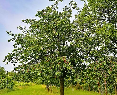 포토 JPG 해외이미지 나무 식물 계절 열매 음식 잎 농업 과일 자연 하늘 매달리기 건강 사람없음 야외 가로 빨간색 초록색 여름 농작물 햇빛 농장 노란색 정원 맑음 봄 수확 성장 나뭇가지 시골 신선 체리 그룹 달콤 맛 과수원 6월 다발 가득함 유기농 원예 숙성 많음 해외202004 해외포토 웰빙 산업 컬러 컨셉 모션 날씨 취미 태양 날짜 생태계 파일형식 이미지허브