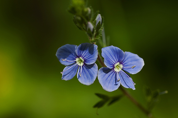 포토 JPG 해외이미지 식물 꽃잎 꽃 줄기 잎 자연 사람없음 초록색 파란색 작음 해외202004 해외포토 컬러 크기 생태계 파일형식 이미지허브