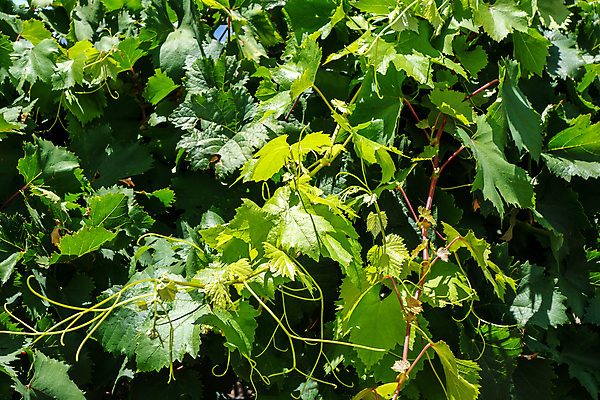포토 JPG 해외이미지 식물 음료 음식 잎 밭 농업 과일 자연 포도 사람없음 야외 초록색 농작물 농장 와인 수확 성장 시골 남아메리카 닫기 다발 포도밭 포도나무 아르헨티나 숙성 양조장 해외202004 해외포토 산업 컬러 모션 주류 아메리카 과일나무 생태계 파일형식 이미지허브