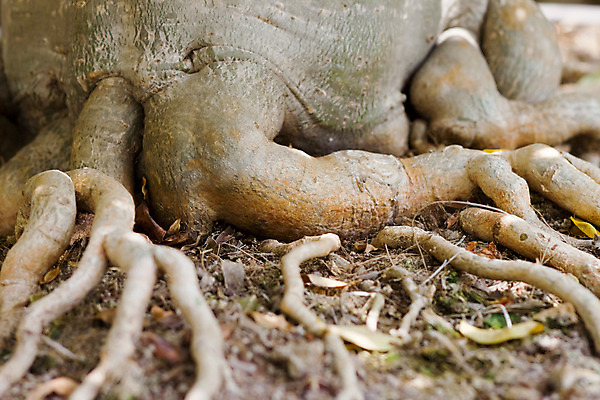 포토 JPG 해외이미지 나무 식물 전통 아시아 문화 백그라운드 낙엽 잎 태국 자연 동양인 사람없음 초록색 일본 중국 봄 미니어처 흰색 나뭇가지 작음 뿌리 분재 난쟁이 고립 옛날 가문비나무 해외202004 해외포토 계절 나라 컬러 인종 모형 크기 생태계 파일형식 이미지허브
