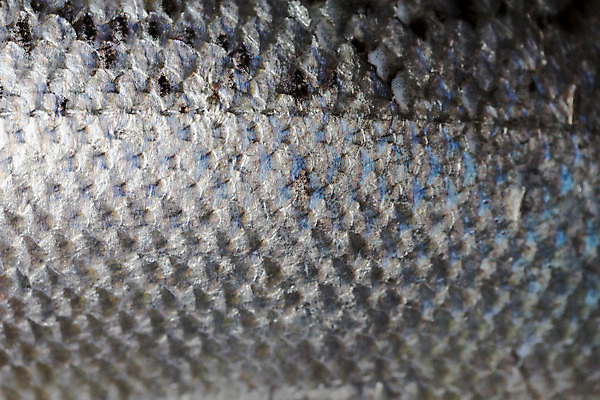 포토 JPG 해외이미지 모양 종교 음식 백그라운드 돈 패턴 자연 표면 낚시 추상 생물 저울 어류 안전 사람없음 빛 회색 덮개 신선 행운 지갑 닫기 보호 은색 먹기 해산물 피부 묘사 속도 질감 눈금 생물학 보안 날것 연어 질서 오메가 크리스마스이브 규칙적 해외202004 해외포토 교육 컬러 컨셉 크리스마스 무늬 모션 레저 신체부위 수중동물 뚜껑 예절 재산 생태계 파일형식 이미지허브