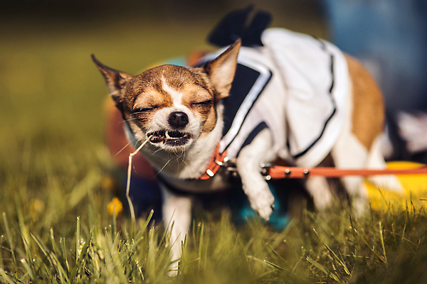 포토 JPG 해외이미지 동물 1 공원 행복 음식 백그라운드 포유류 자연 놀이 뼈 앉기 잔디 사람없음 야외 초록색 빛 반려동물 장난감 잡기 입 개 강아지 작음 큼 먹기 치와와 내추럴 동반자 유래 충실 해외202004 해외포토 식물 공공시설 감정 컬러 모션 신체부위 크기 생태계 파일형식 이미지허브