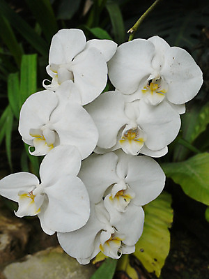 포토 JPG 해외이미지 식물 계절 꽃잎 꽃 백그라운드 잎 꽃무늬 자연 사람없음 야외 여름 빛 컬러풀 정원 봄 벚꽃 흰색 개화 이슬 꽃가루 내추럴 꽃수술 막자 생태학 해외202004 해외포토 교육 컬러 무늬 가루 생태계 파일형식 이미지허브