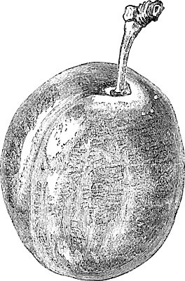 EPS 해외이미지 나무 선 과일 일러스트 미술 검은색 수확 흰색 나뭇가지 그림 판화 자두 대장장이 해외202004 해외일러스트 식물 컬러 농업 문화예술 파일형식 벡터 이미지허브