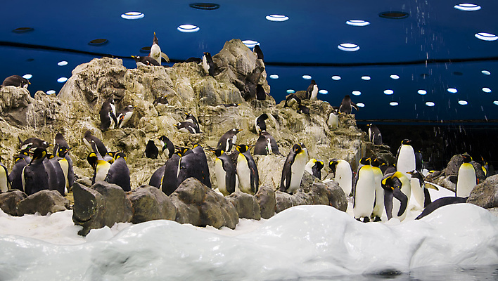 포토 JPG 해외이미지 동물 겨울 날개 자연 조류 동물원 사람없음 환경 얼음 추위 시원함 남극 북극 펭귄 북쪽 남쪽 해외202004 해외포토 자연요소 계절 극지방 방향 생태계 파일형식 이미지허브