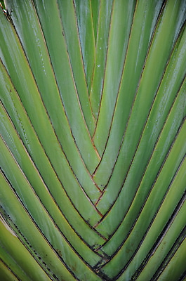 포토 JPG 해외이미지 나무 식물 줄기 백그라운드 잎 패턴 자연 사람없음 초록색 여름 빛 노란색 환경 봄 활발 성장 가을 투명 칼날 순수 질감 정맥 내추럴 진행 해외202004 해외포토 계절 컬러 컨셉 무늬 생태계 혈관 파일형식 이미지허브