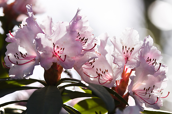 포토 JPG 해외이미지 계절 꽃 분홍색 백그라운드 사람없음 빛 햇빛 봄 진달래 보케 해외202004 해외포토 식물 컬러 태양 파일형식 이미지허브
