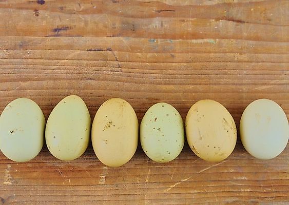 포토 JPG 해외이미지 동물 음식 십자가 농업 재료 부분 조류 부활절 건강 요리 사람없음 목재 농장 갈색 노란색 계란 치킨 어둠 껍질 흰색 시골 신선 액체 그룹 사발 플랫 둥지 아침식사 상품 먹기 유기농 날것 노른자 흙더미 단백질 암탉 줄서기 해외202004 해외포토 나무 웰빙 기념일 산업 컬러 모션 알 식사 흙 닭 사기그릇 암컷 닭고기요리 영양소 파일형식 더미 이미지허브