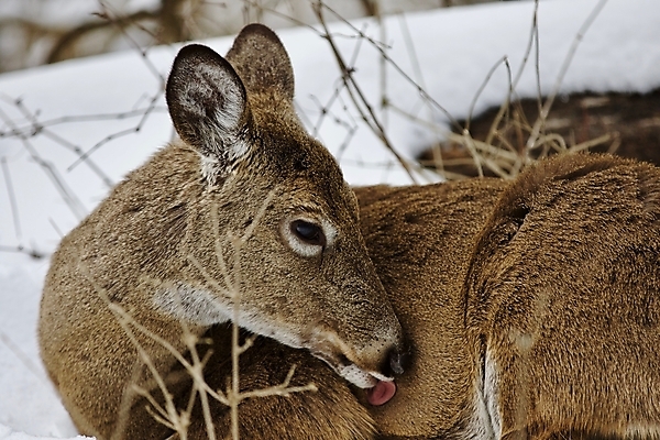 포토 JPG 해외이미지 나무 응시 야생동물 백그라운드 캐나다 겨울 사슴 털 사람없음 갈색 검은색 놀람 회색 흰색 숲 그림 엽서 귀 고립 흥미 해외202004 해외포토 식물 동물 시선 계절 감정 컬러 컨셉 북아메리카 포유류 표정 신체부위 편지 파일형식 이미지허브