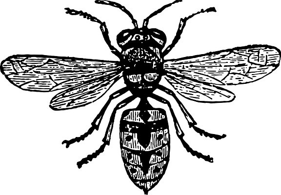 EPS 해외이미지 선 일러스트 미술 검은색 수확 흰색 말벌 그림 판화 해외202004 해외일러스트 컬러 농업 문화예술 벌_곤충 파일형식 벡터 이미지허브