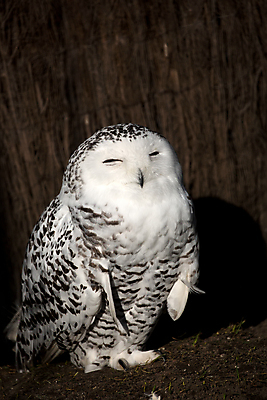 포토 JPG 해외이미지 동물 응시 야생동물 겨울 자연 조류 사람없음 흰색 깃털 부리 부엉이 해외202004 해외포토 시선 계절 컬러 생태계 파일형식 이미지허브