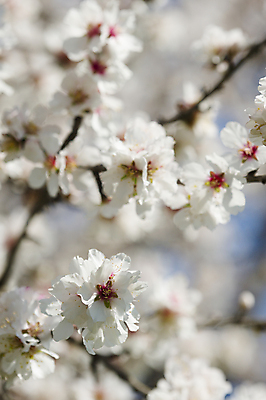 포토 JPG 해외이미지 나무 식물 계절 공원 꽃잎 꽃 분홍색 백그라운드 자연 하늘 사람없음 파란색 태양 정원 맑음 봄 벚꽃 나뭇가지 개화 4월 묘사 아몬드 해외202004 해외포토 자연요소 공공시설 컬러 날씨 견과류 날짜 생태계 파일형식 이미지허브