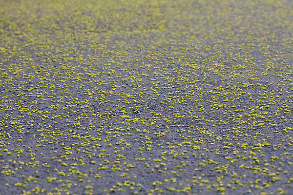 포토 JPG 해외이미지 식물 공원 꽃 도로 백그라운드 자연 추상 사람없음 야외 초록색 우주 환경 정원 봄 활발 질감 각도 장면 내추럴 넣기 땅바닥 해외202004 해외포토 계절 공공시설 길 컬러 컨셉 무늬 교통시설 모션 바닥 생태계 파일형식 이미지허브