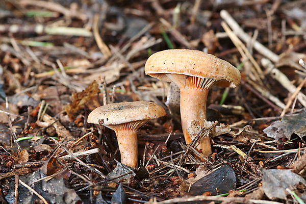 포토 JPG 해외이미지 음식 잎 자연 사람없음 버섯 쓰레기 통과 식용 해외202004 해외포토 식물 생태계 파일형식 이미지허브