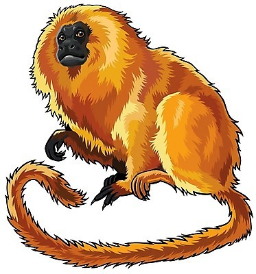 EPS 해외이미지 동물 척추동물 1 야생동물 일러스트 포유류 자연 생물 동물원 앉기 환경 원숭이 황무지 황금 숲 열대우림 대륙 흰배경 서식지 유인원 고립 동물상 아마존 이국적 해외202004 해외일러스트 백그라운드 모션 조형물 흰색 생태계 파일형식 벡터 이미지허브