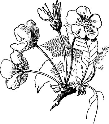 EPS 해외이미지 나무 꽃 선 줄기 일러스트 우산 미술 검은색 수확 흰색 개화 체리 그림 판화 바비큐립 시리즈 해외202004 해외일러스트 식물 컬러 농업 과일 문화예술 바비큐 파일형식 벡터 이미지허브